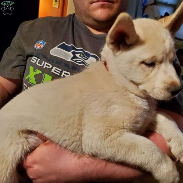 Champ, Siberian Husky Puppy